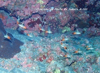 191114-t-06hatatate.jpg