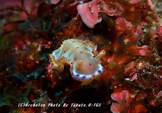 191114-t-07mikado.jpg