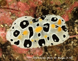191116-kiza-03babai.jpg