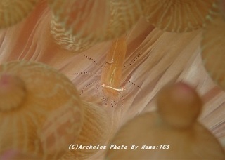 191130-ha-04kazari.jpg