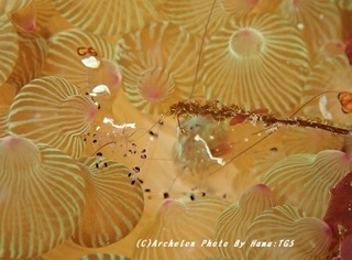 191130-ha-05iso.jpg