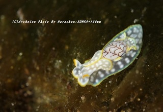 191220-ha-01konshi.jpg