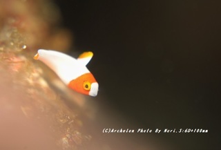 191221-nori-01irobu.jpg