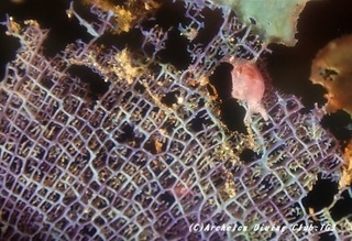 191231-t-07amakusa.jpg