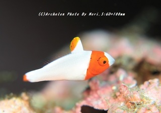 200103-no-04irobu.jpg