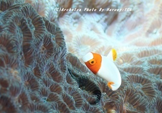 200111-koya-02irobu.jpg