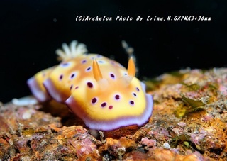 200115-n-05otohime.jpg