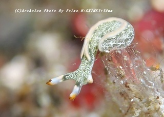 200115-n-07shiroami.jpg