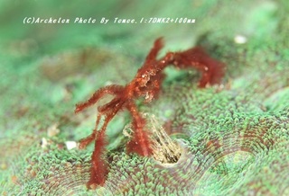 200115-t-05oran.jpg