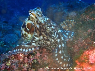 200117-k-01tako.jpg