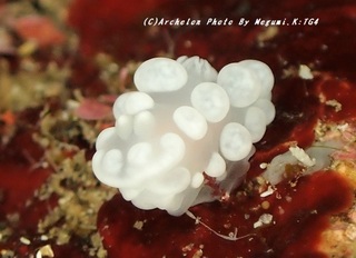 200118-k-02shirobon.jpg