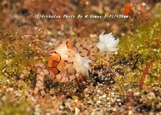 200118-o-03kinchaku.jpg