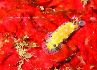 200208-k-03shirosuji.jpg