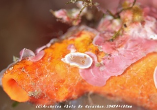 200210-h-01kyara.jpg