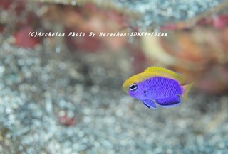 200210-h-04senaki.jpg