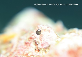 200320-n-01satuma.jpg