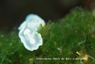 200320-n-08shirotae.jpg