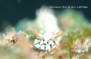 200627-n-01hoshizora.jpg