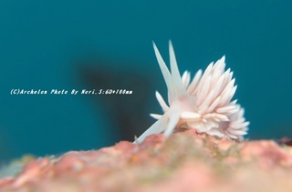 200627-n-07sakura.jpg