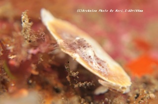 200627-n-08potato.jpg