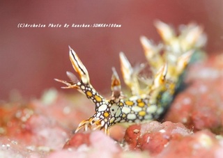 200831-ra-02hiodo.jpg