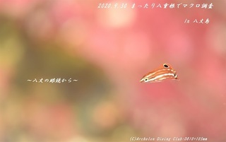 200930-ya02.jpg