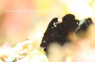201031-i-05kero.jpg