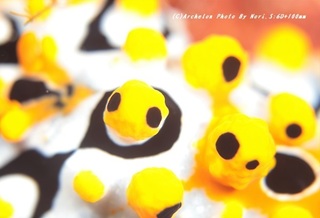 201113-n-04kiiroibo.jpg