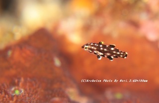 201113-n-05montuki.jpg