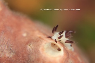 201113-n-05panda.jpg
