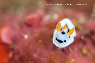 201114-n-01daiana.jpg