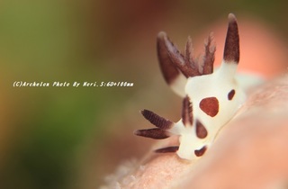 201114-n-02panda.jpg