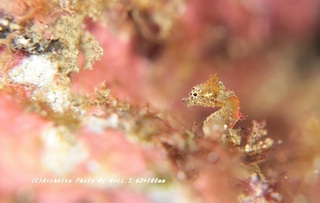 201114-n-03pig.jpg