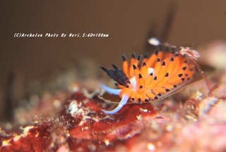 201114-n-06tsuruga.jpg