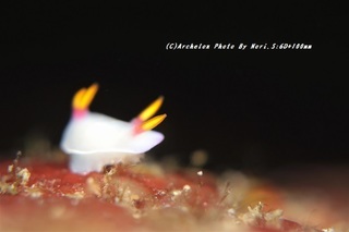 201114-n-07zouge.jpg