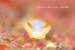 201114-n-08nazo-02.jpg