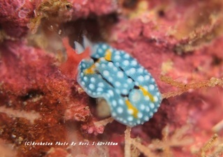 201114-n-09shimohuri.jpg