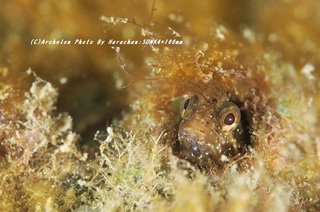 201121-ha-02koke.jpg