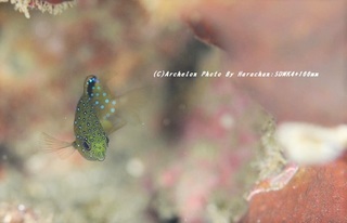 201121-ha-03ruri.jpg