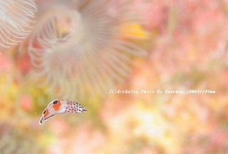 201121-ra-01kanmuri.jpg