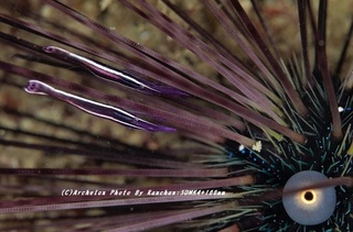 201121-ra-02gangaze.jpg