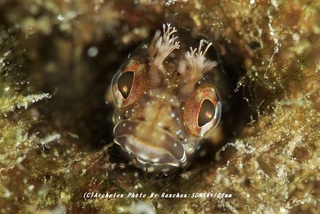 201121-ra-04koke.jpg
