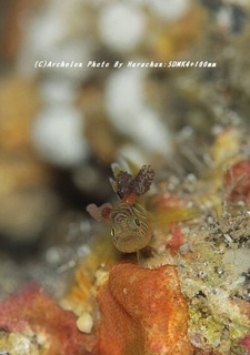 201122-ha-04haze.jpg