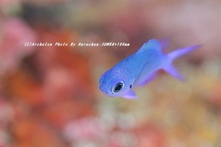 201122-ha-05shirobos.jpg