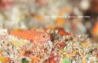 201122-ra-03haze.jpg