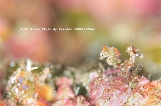 201122-ra-04pig.jpg