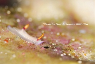 201123-ha-02zouge.jpg