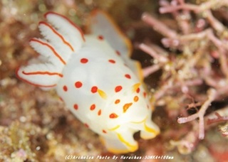 201123-ha-04ooerakinuhada.jpg