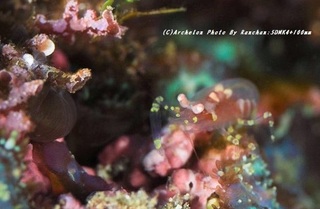 201123-ra-01modoki.jpg
