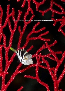 201123-ra-03nokogiri.jpg